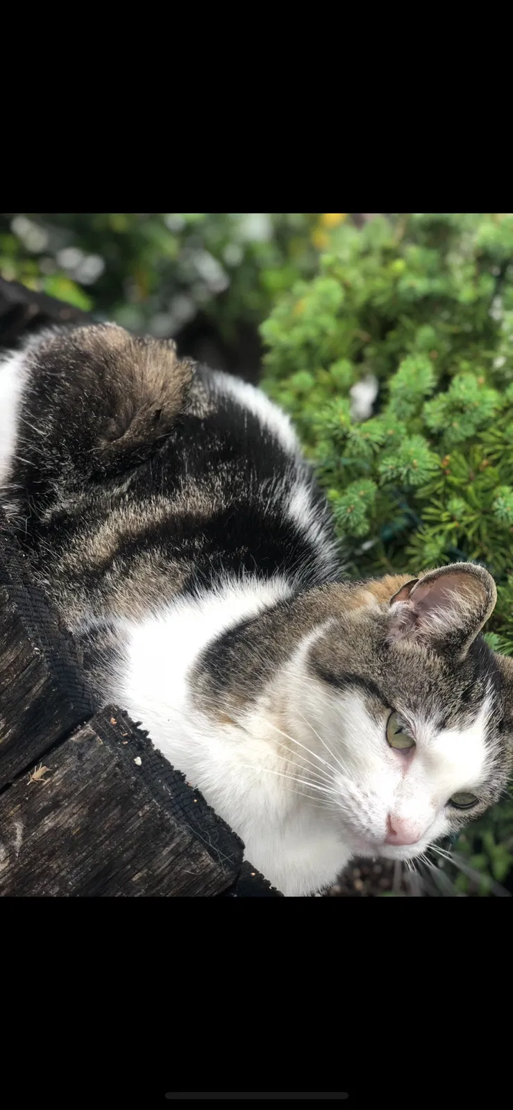 Lost cat in Southport, NC, 28461
