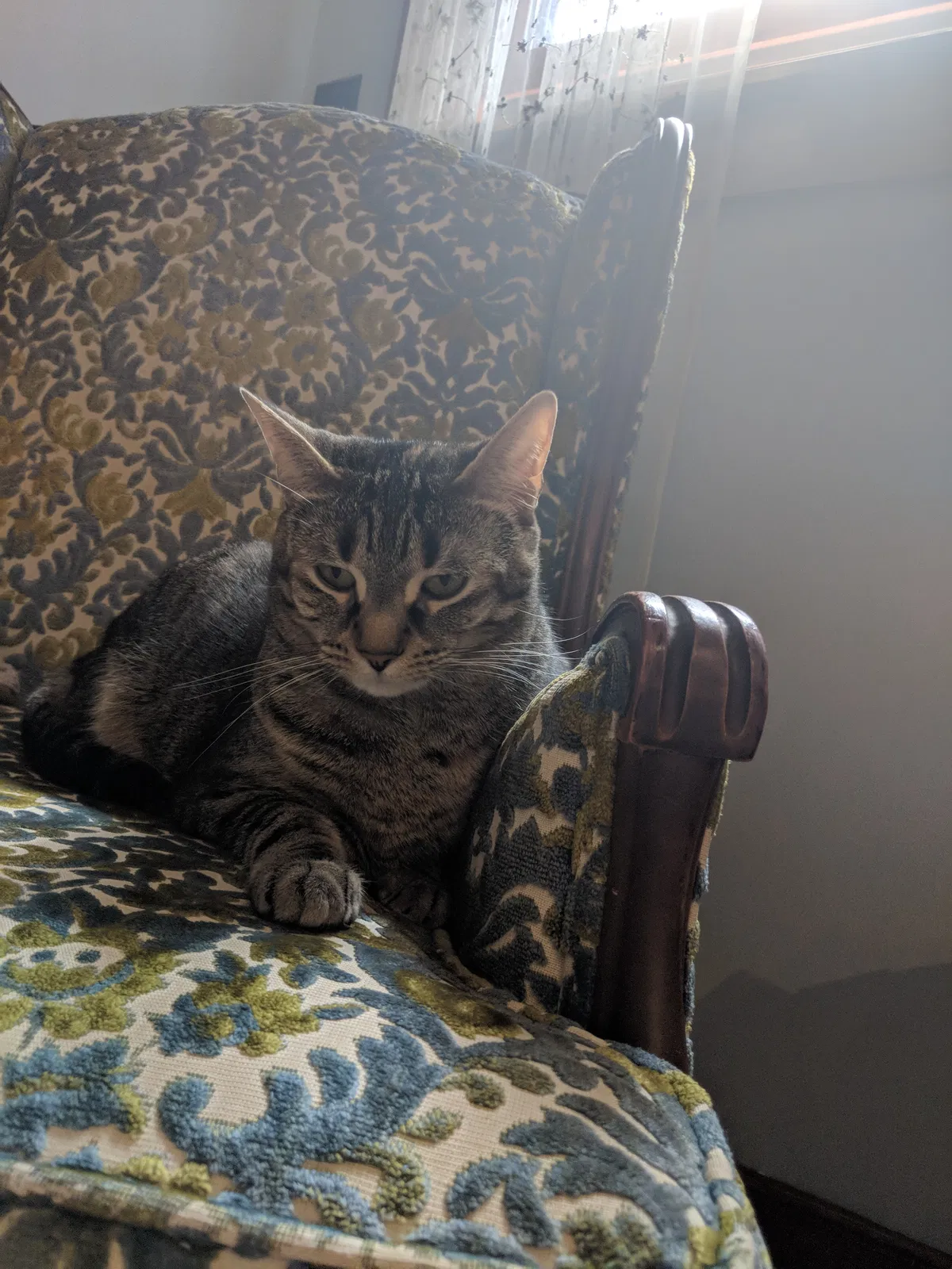 Lost cat in West Bloomfield, MI, 48323