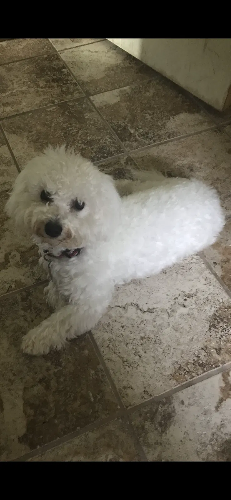 Lost dog in Detroit, MI, 48214