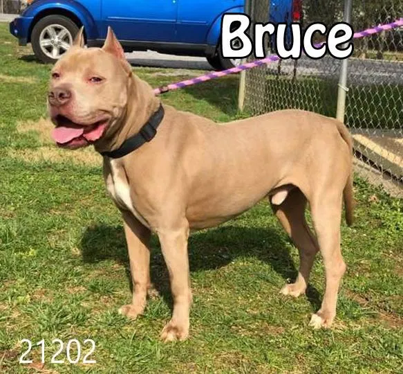 Lost dog in Athens, TN, 37303