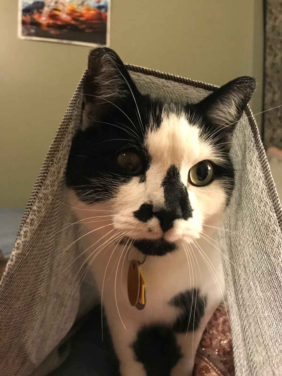 Lost cat in Midlothian, VA, 23112