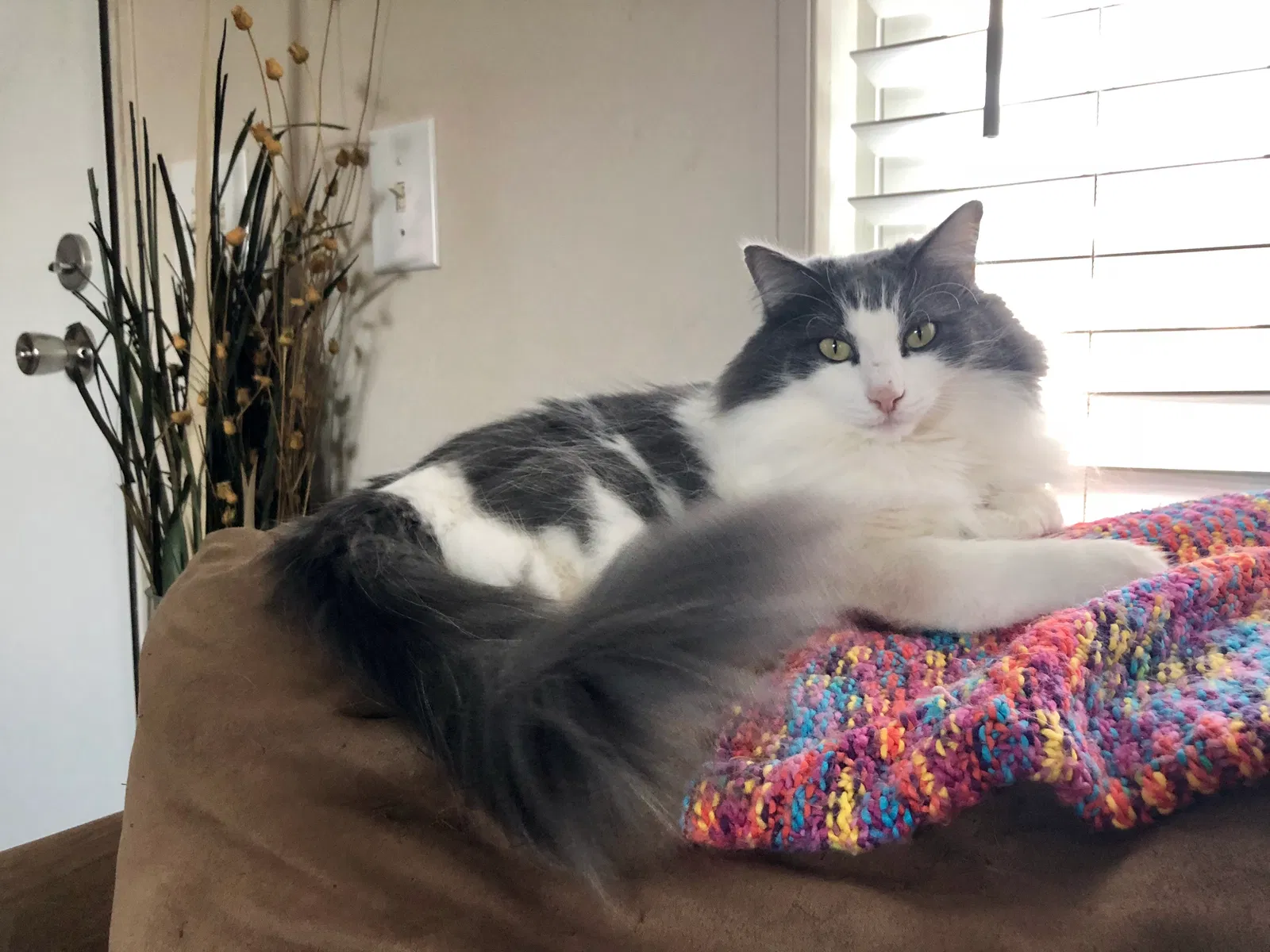 Lost cat in Barwick, GA, 31720