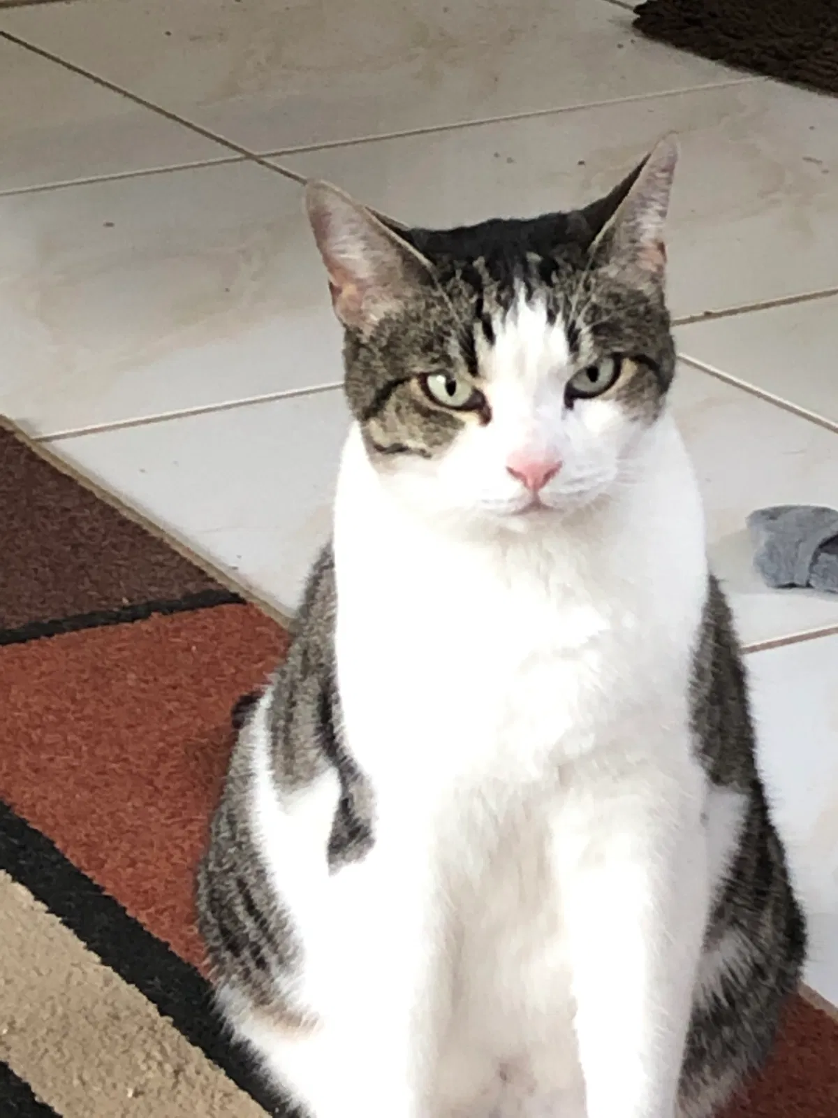 Lost cat in Fort Lauderdale, FL, 33311