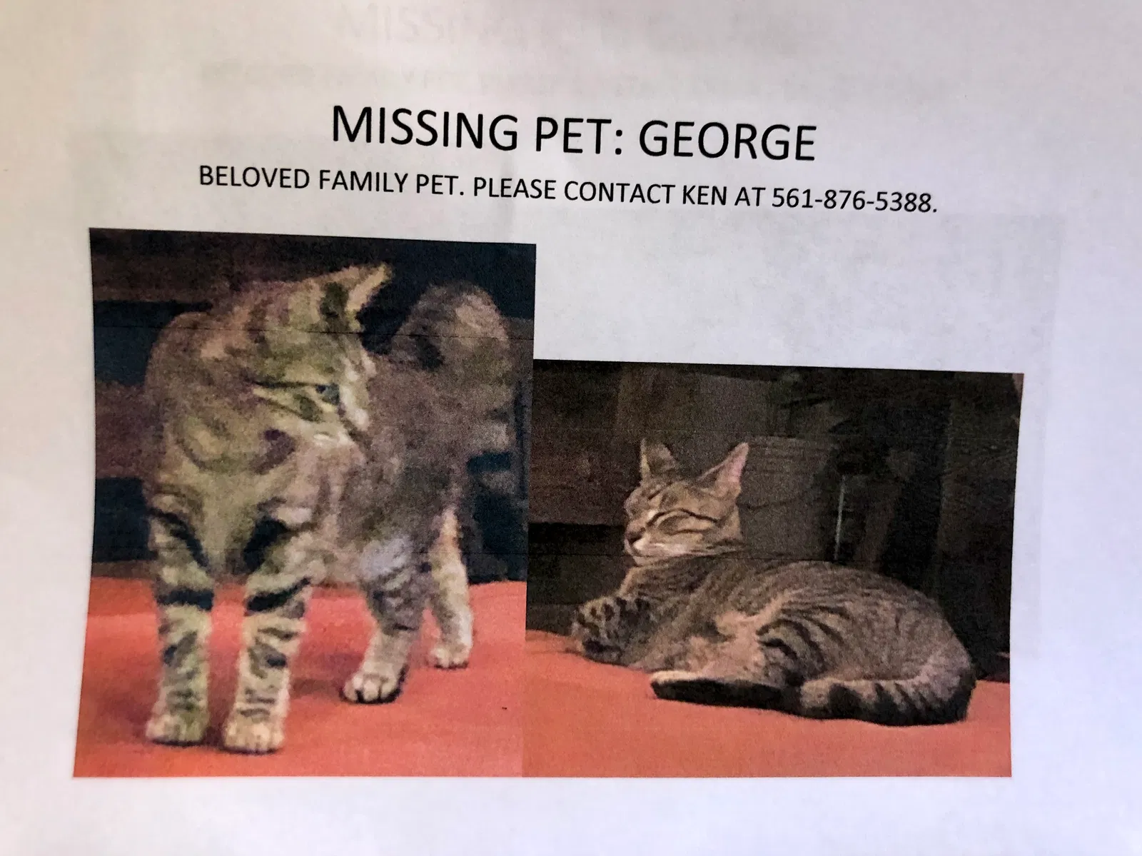 Lost cat in West Palm Beach, FL, 33405