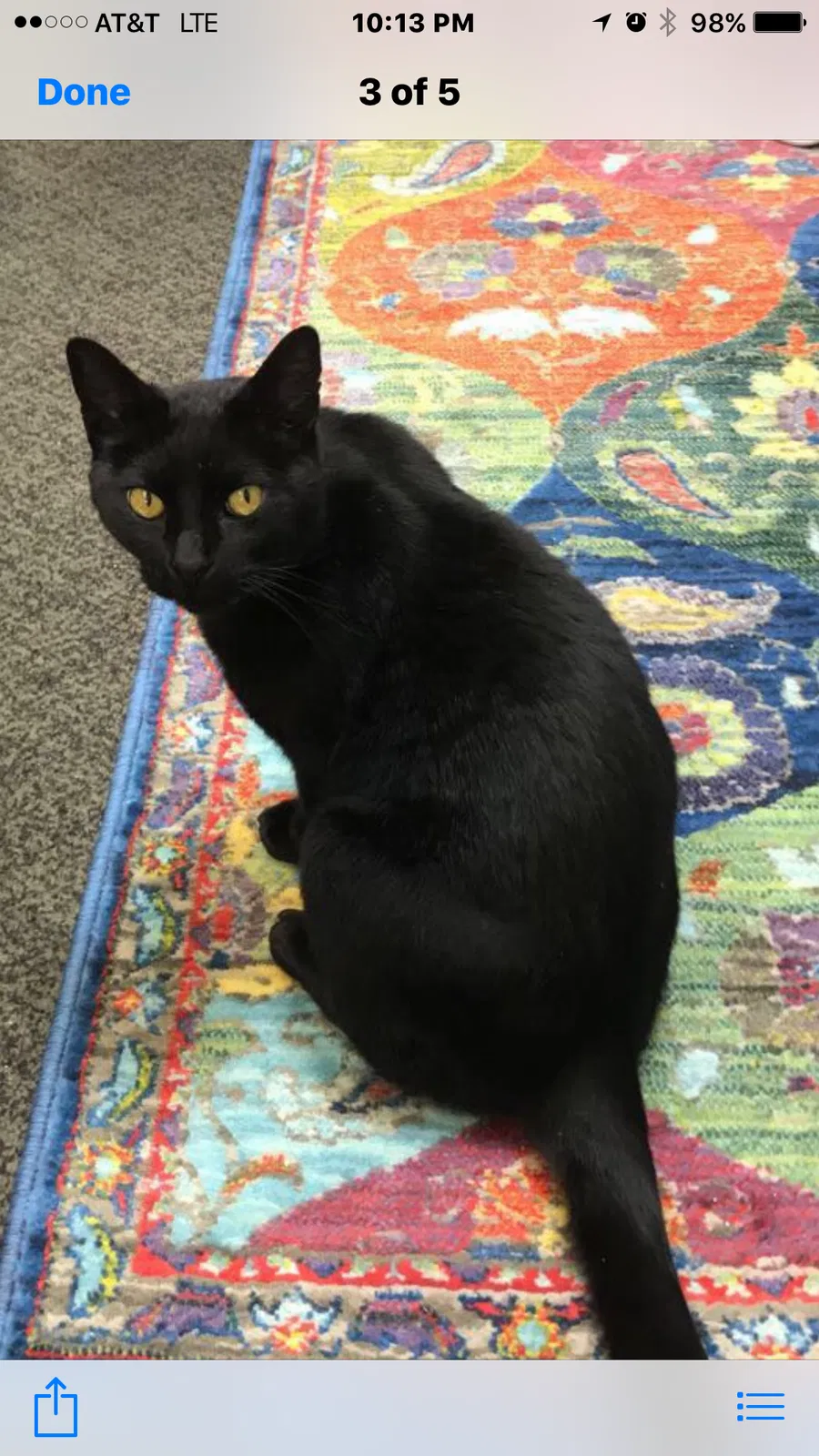 Lost cat in Roanoke, TX, 76262