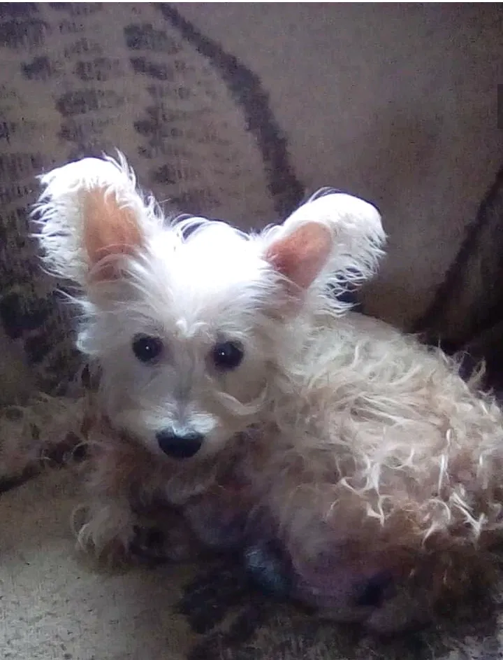 Lost dog in Indianapolis, IN, 46218