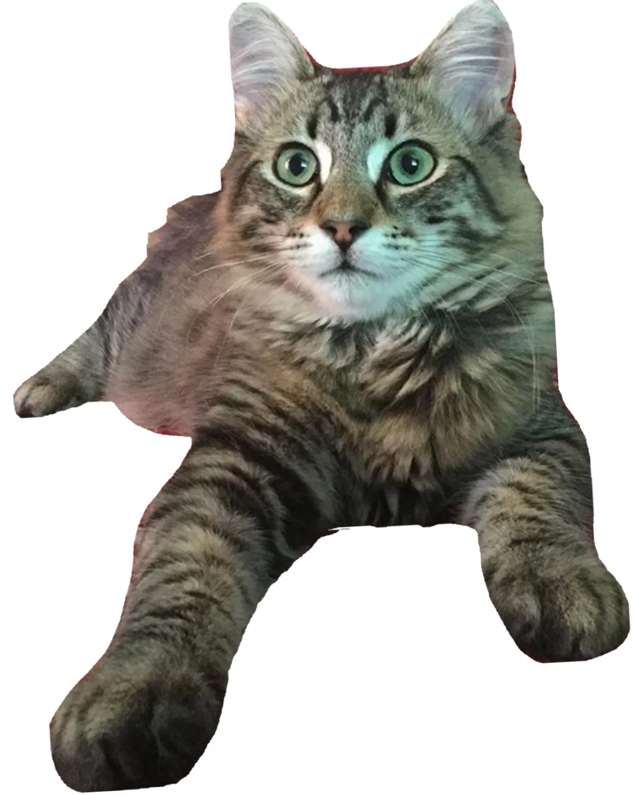 Lost cat in Marysville, WA, 98270
