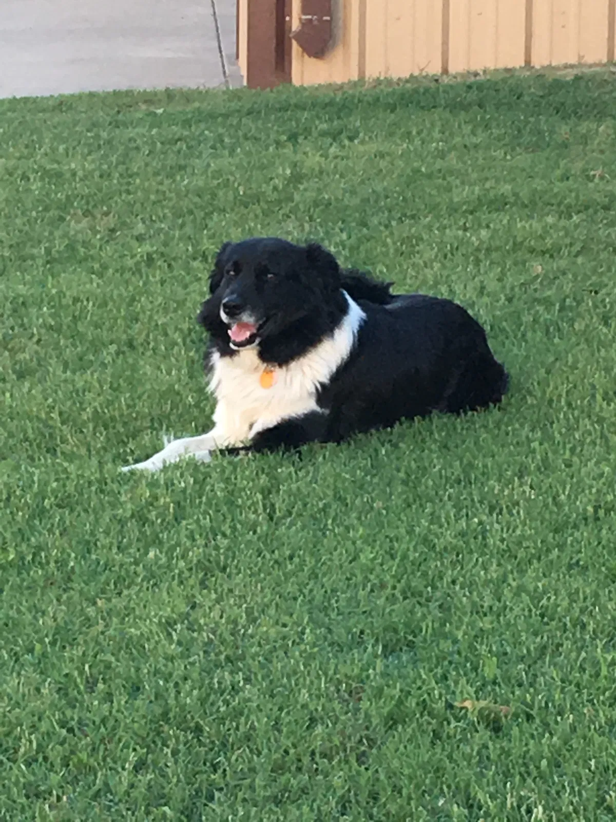 Lost dog in Tuttle, OK, 73089
