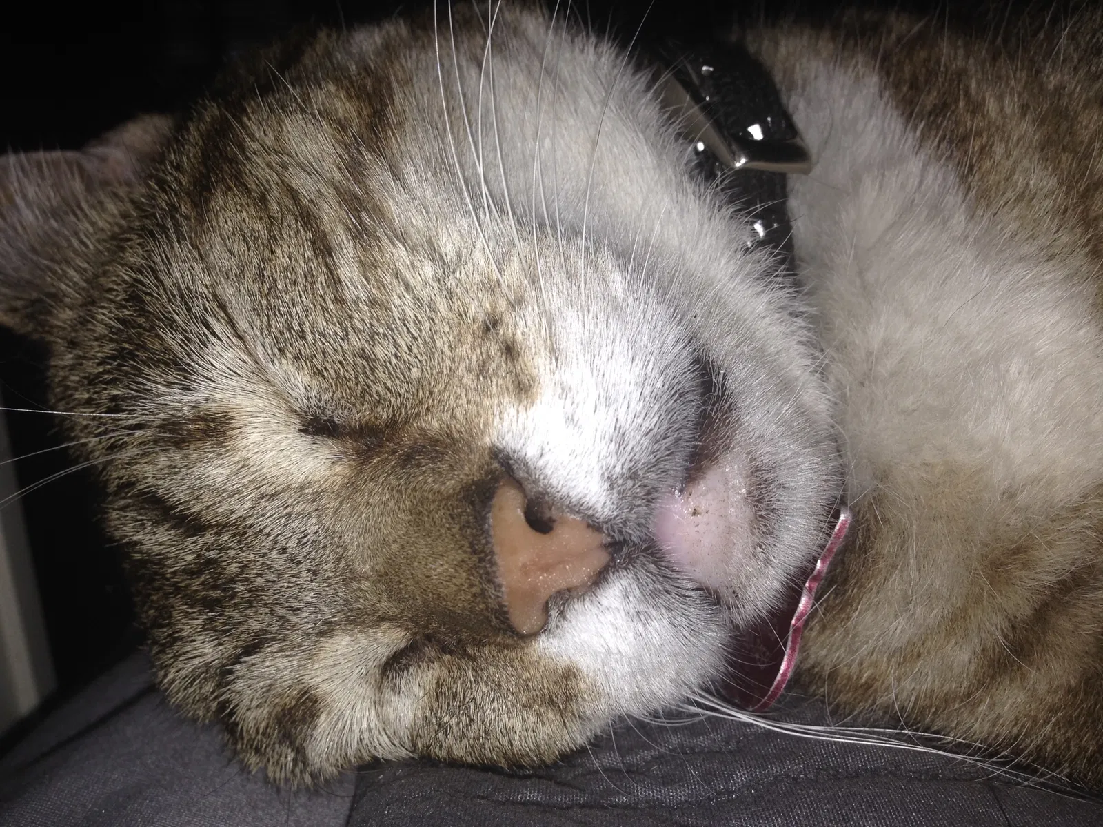 Lost cat in North Hills, CA, 91343