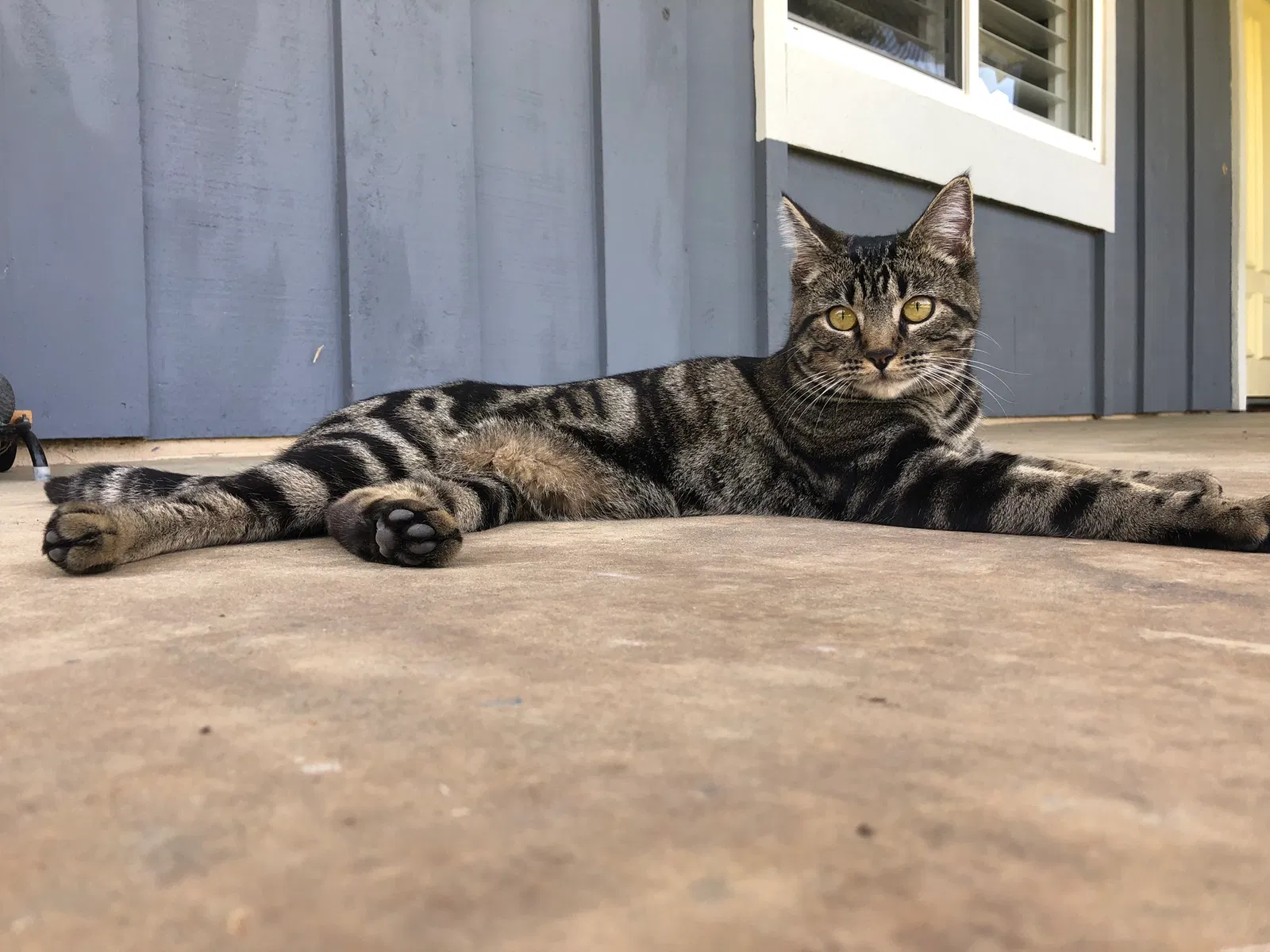 Lost cat in Vista, CA, 92084