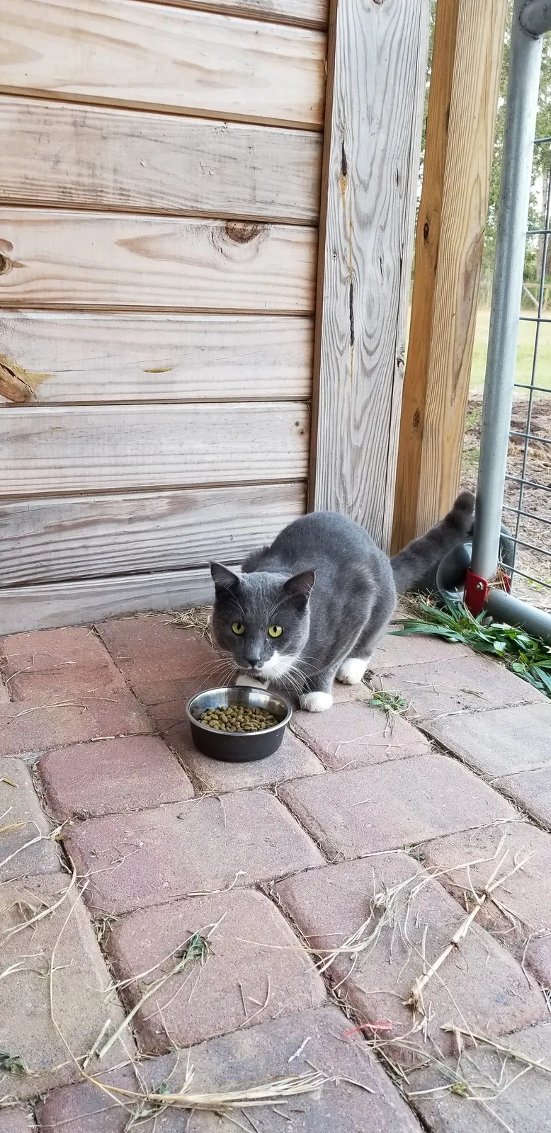 Lost cat in Oviedo, FL, 32765