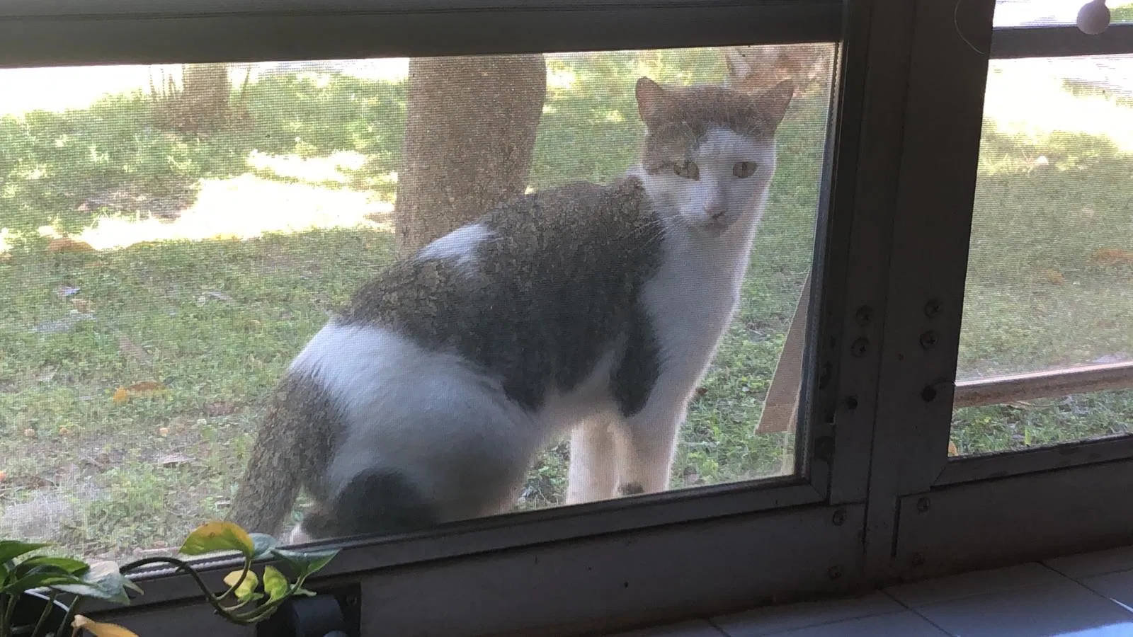 Found cat in Gainesville, FL, 32603