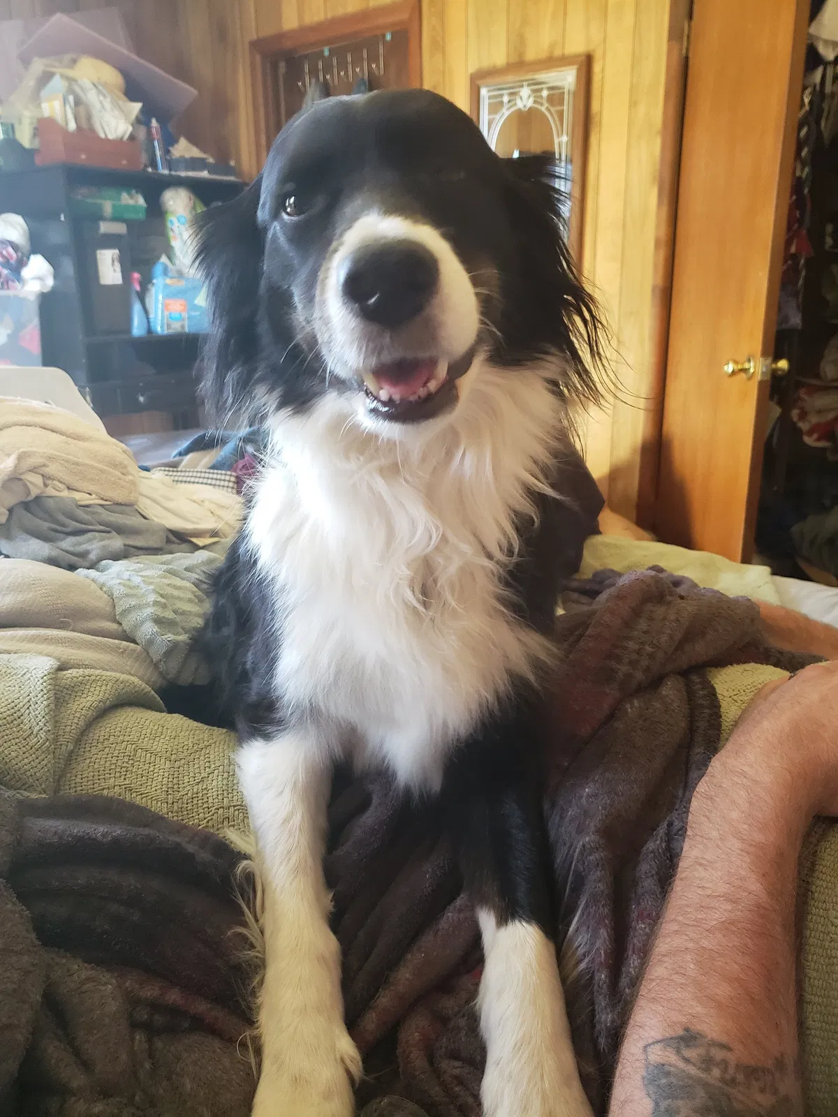 Lost dog in Fort Worth, TX, 76119