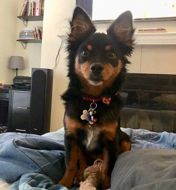 Lost dog in Wilton, CA, 95693