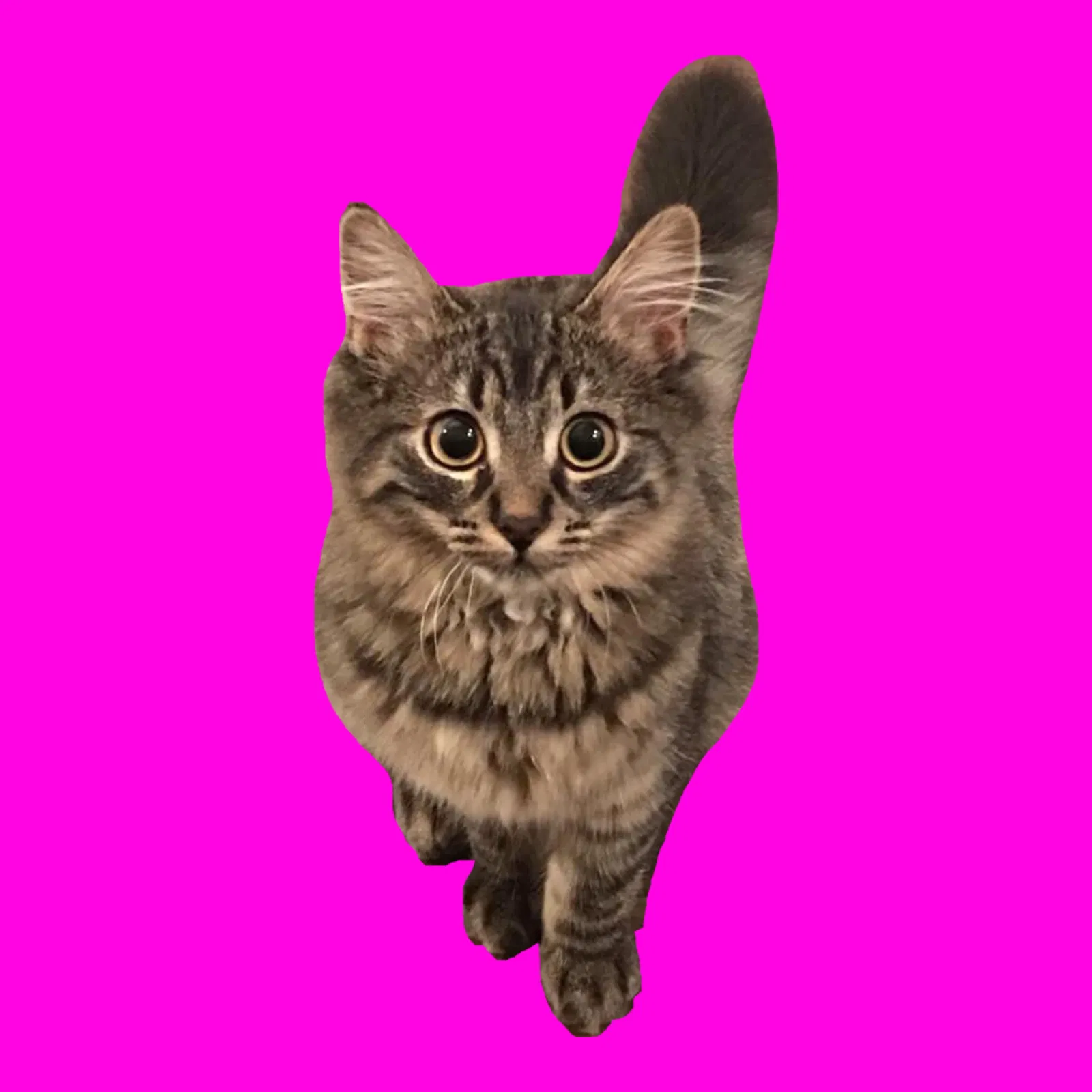 Lost cat in Marysville, WA, 98270
