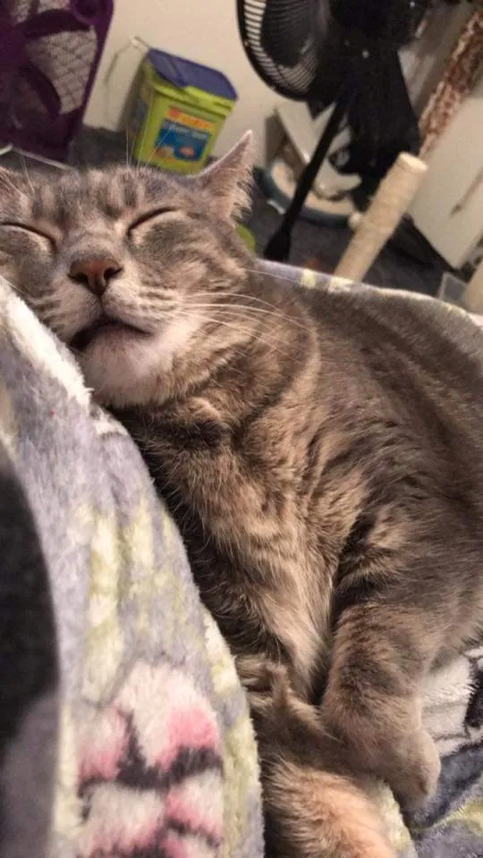 Lost cat in Gainesville, FL, 32606