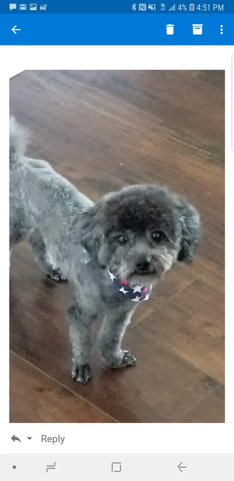 Lost dog in Humble, TX, 77346