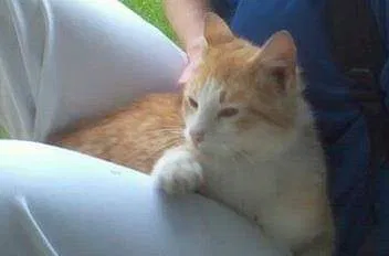 Lost cat in Saint Louis, MO, 63109