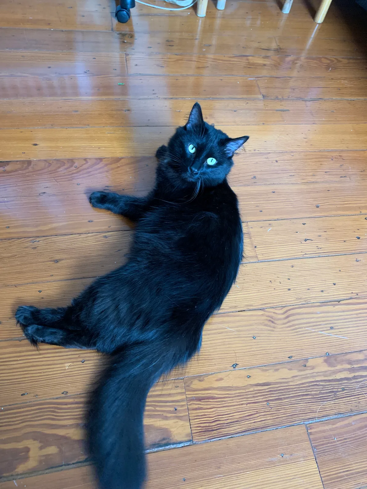 Lost cat in New Orleans, LA, 70115