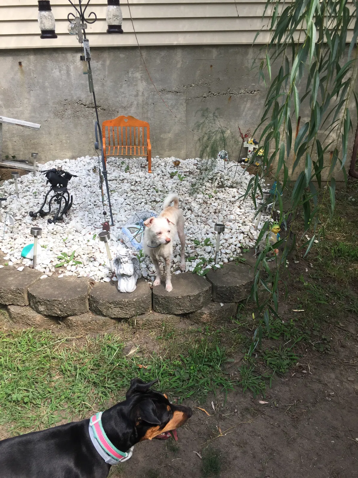 Lost dog in Battle Creek, MI, 49014