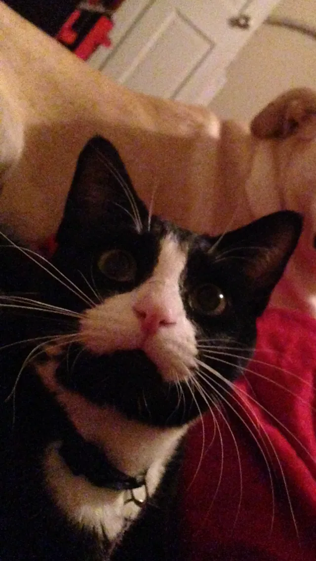 Lost cat in Greenville, NC, 27858