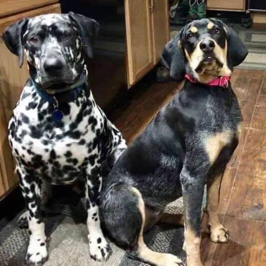 Lost dog in East Chatham, NY, 12060