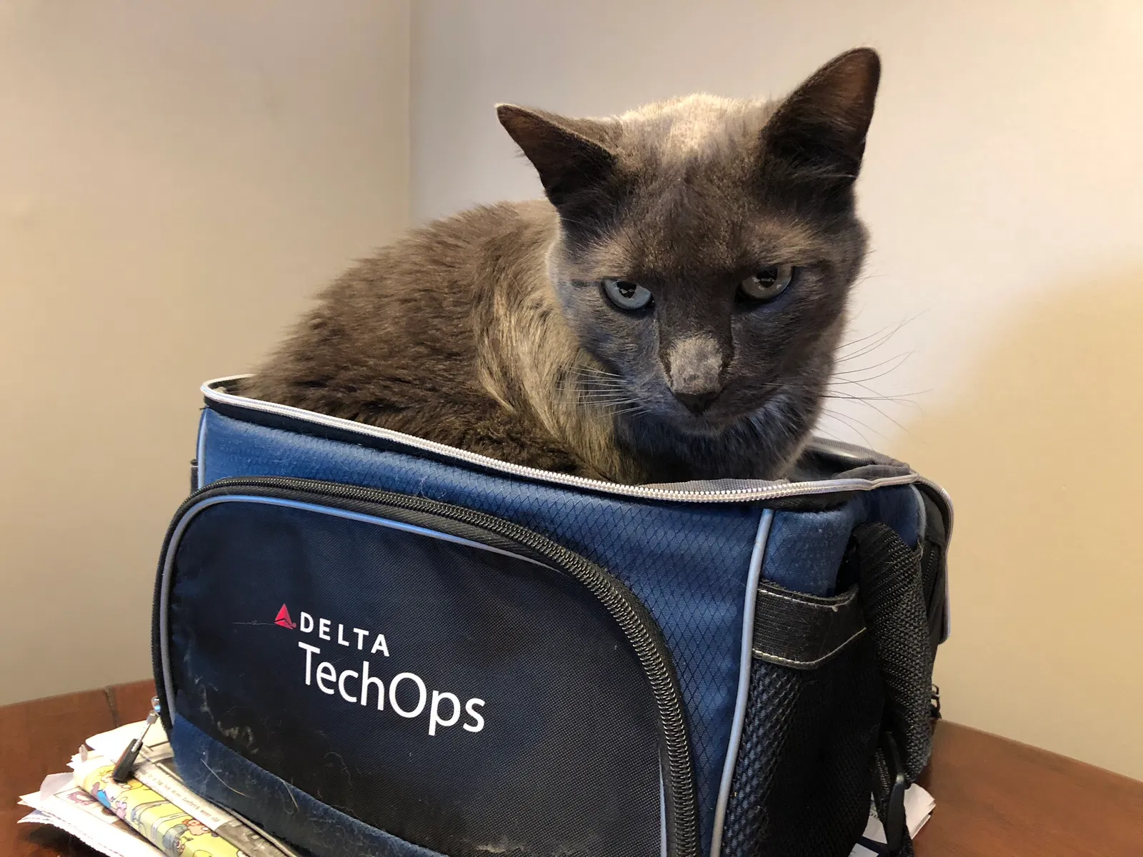 Lost cat in Saint Paul, MN, 55120