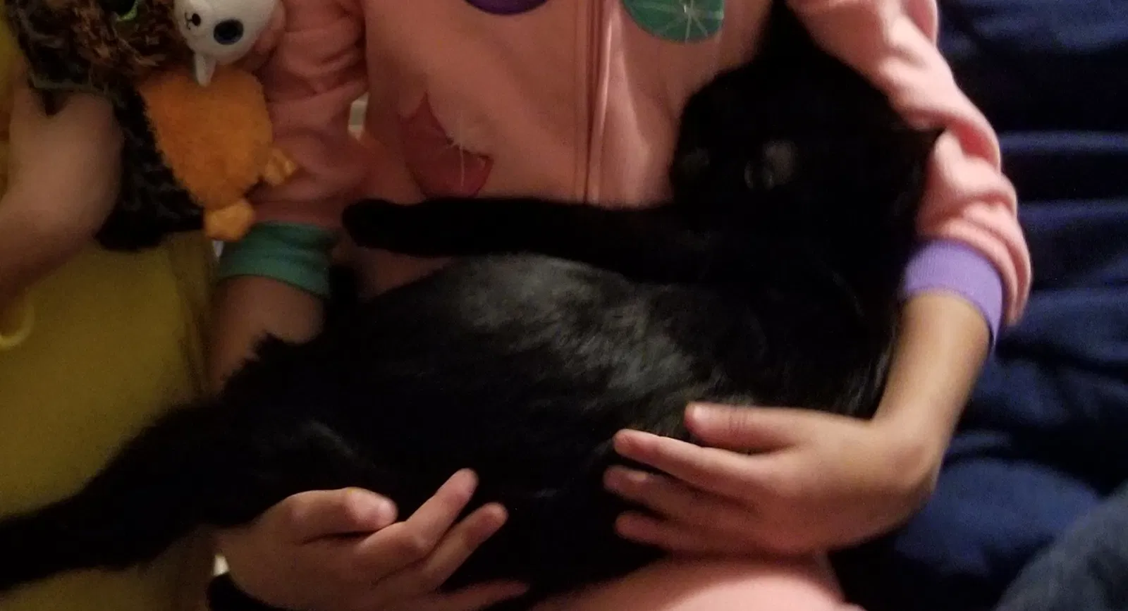 Lost cat in Mesa, AZ, 85212