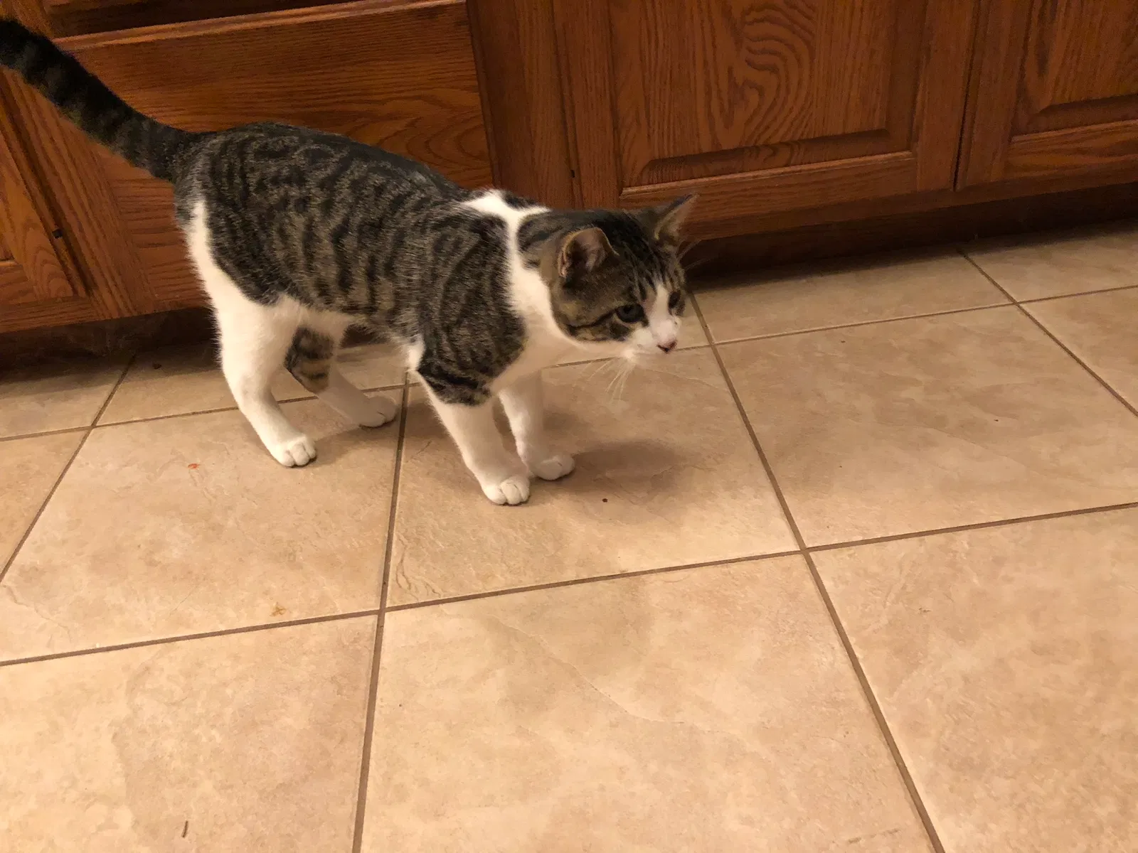 Lost cat in Saint Paul, MN, 55120