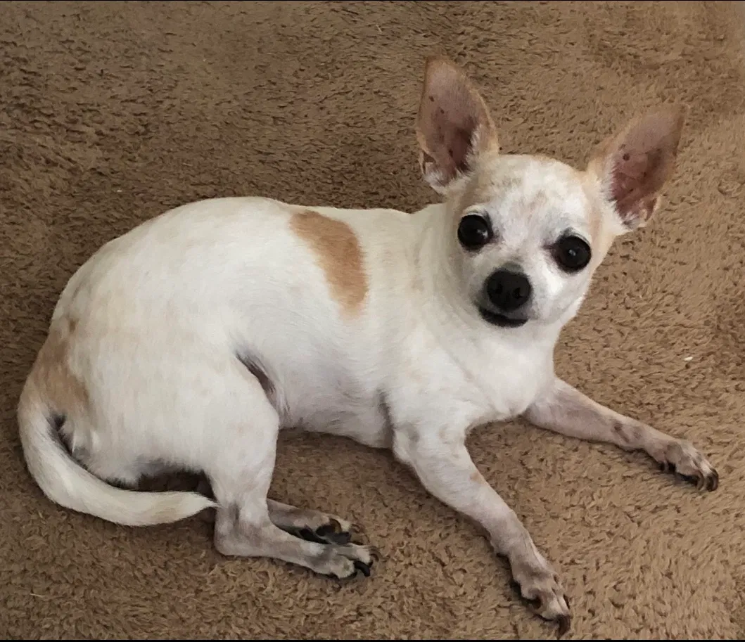Lost dog in El Paso, TX, 79924