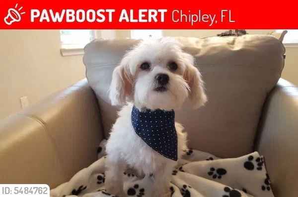 Lost dog in Chipley, FL, 32428