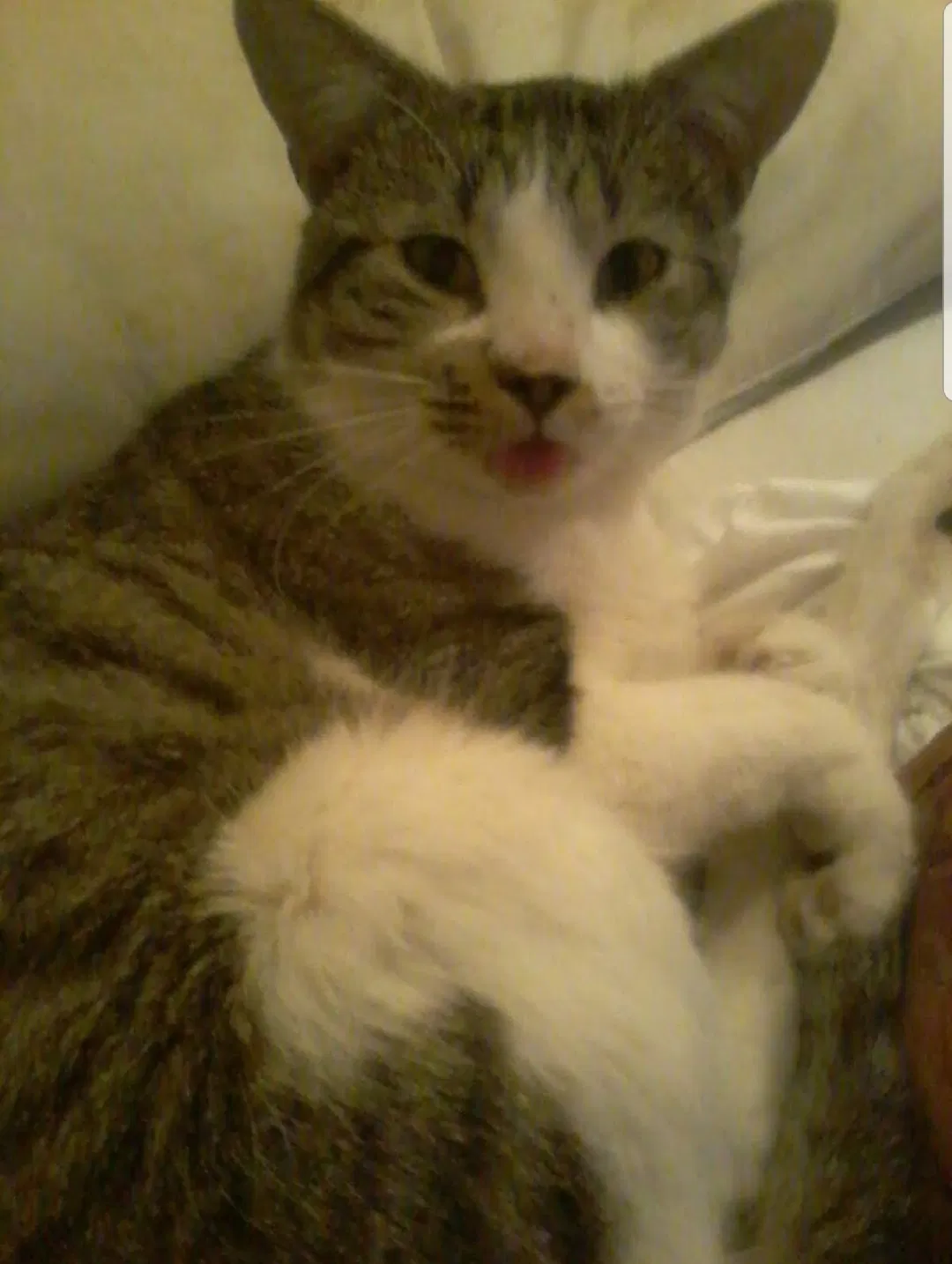 Lost cat in Meade, KS, 67864