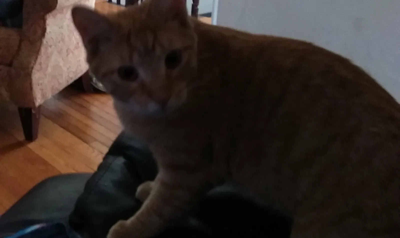 Lost cat in Somerville, NJ, 8876