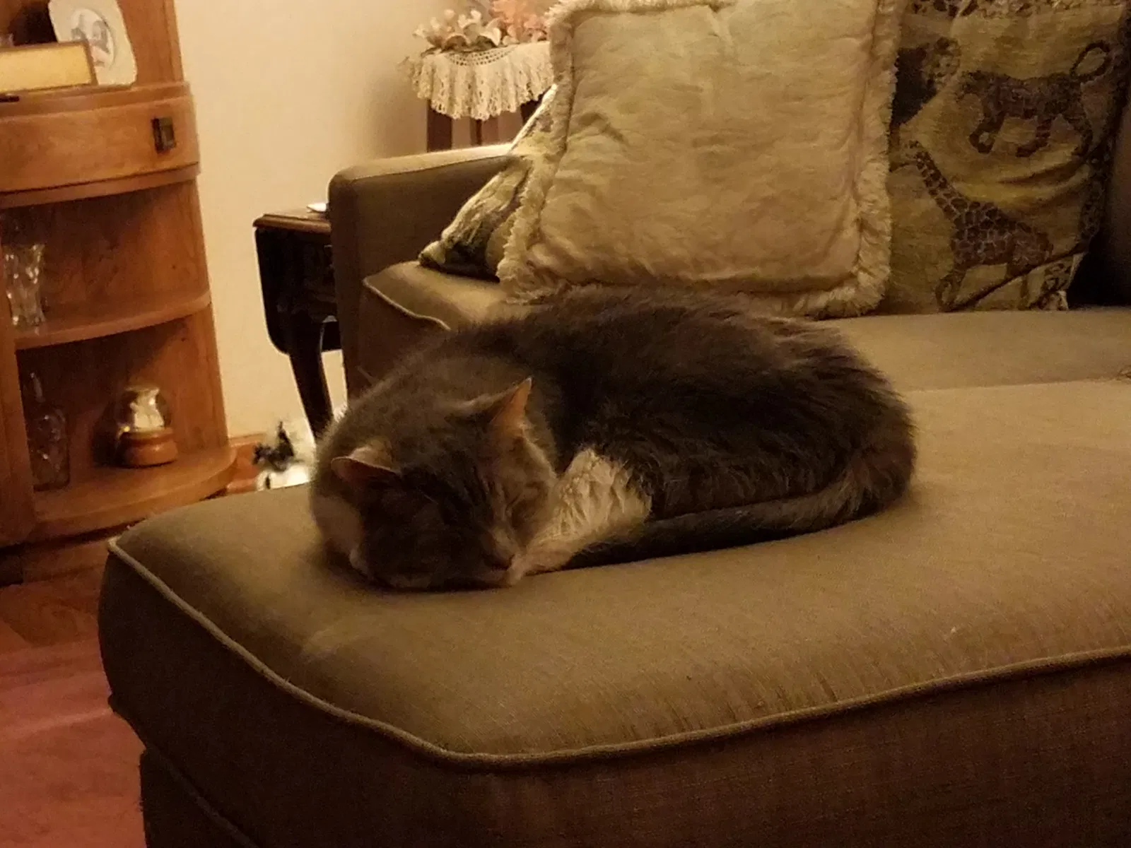 Lost cat in Presto, PA, 15142