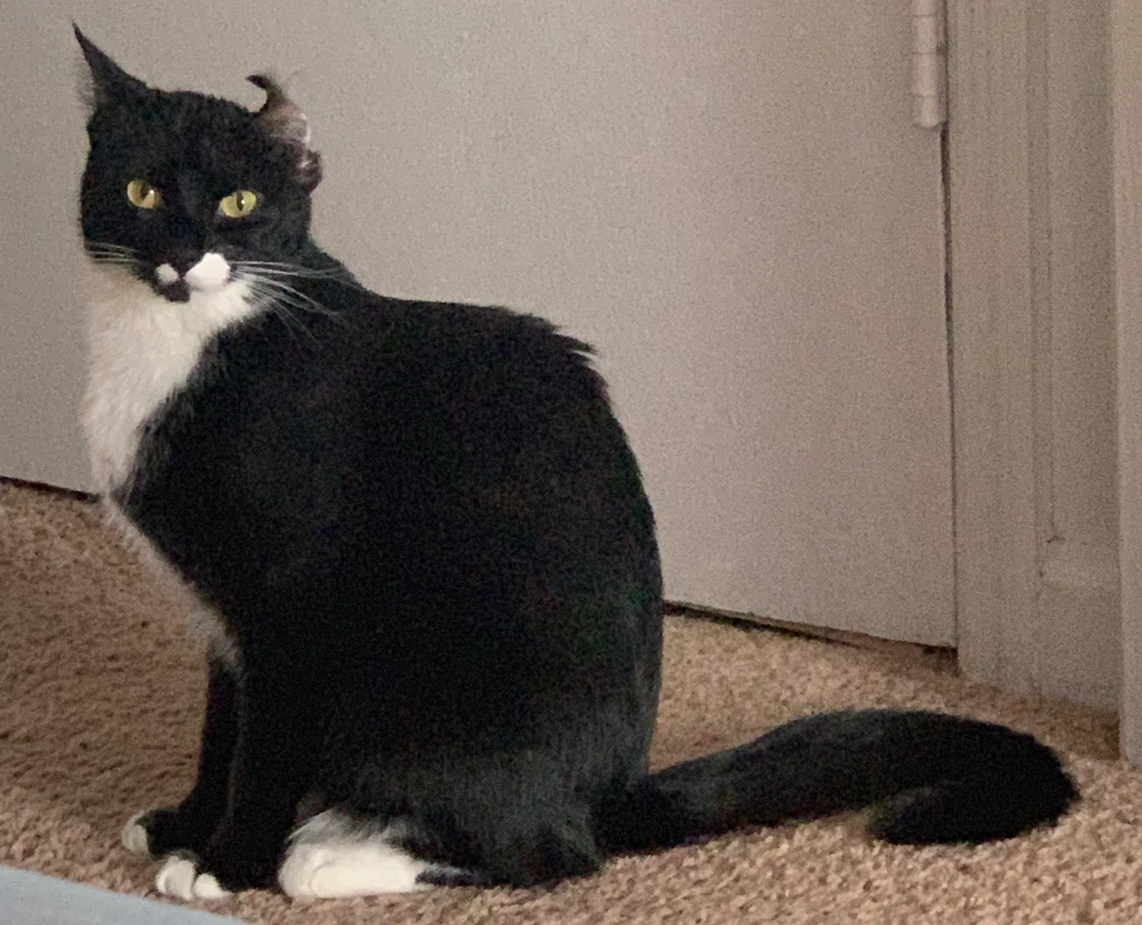 Lost cat in Saint Charles, MO, 63303