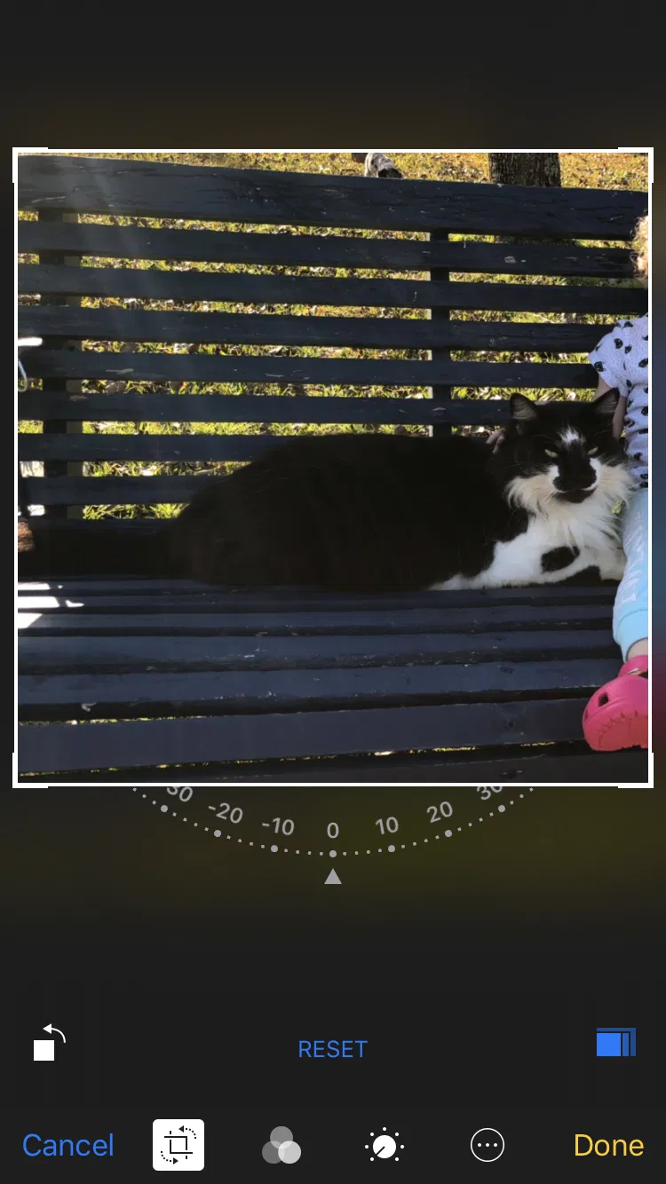 Lost cat in Baton Rouge, LA, 70806