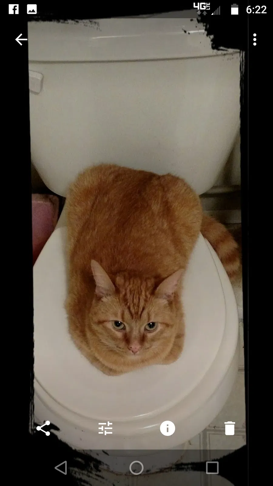 Lost cat in Silver Lake, MN, 55381