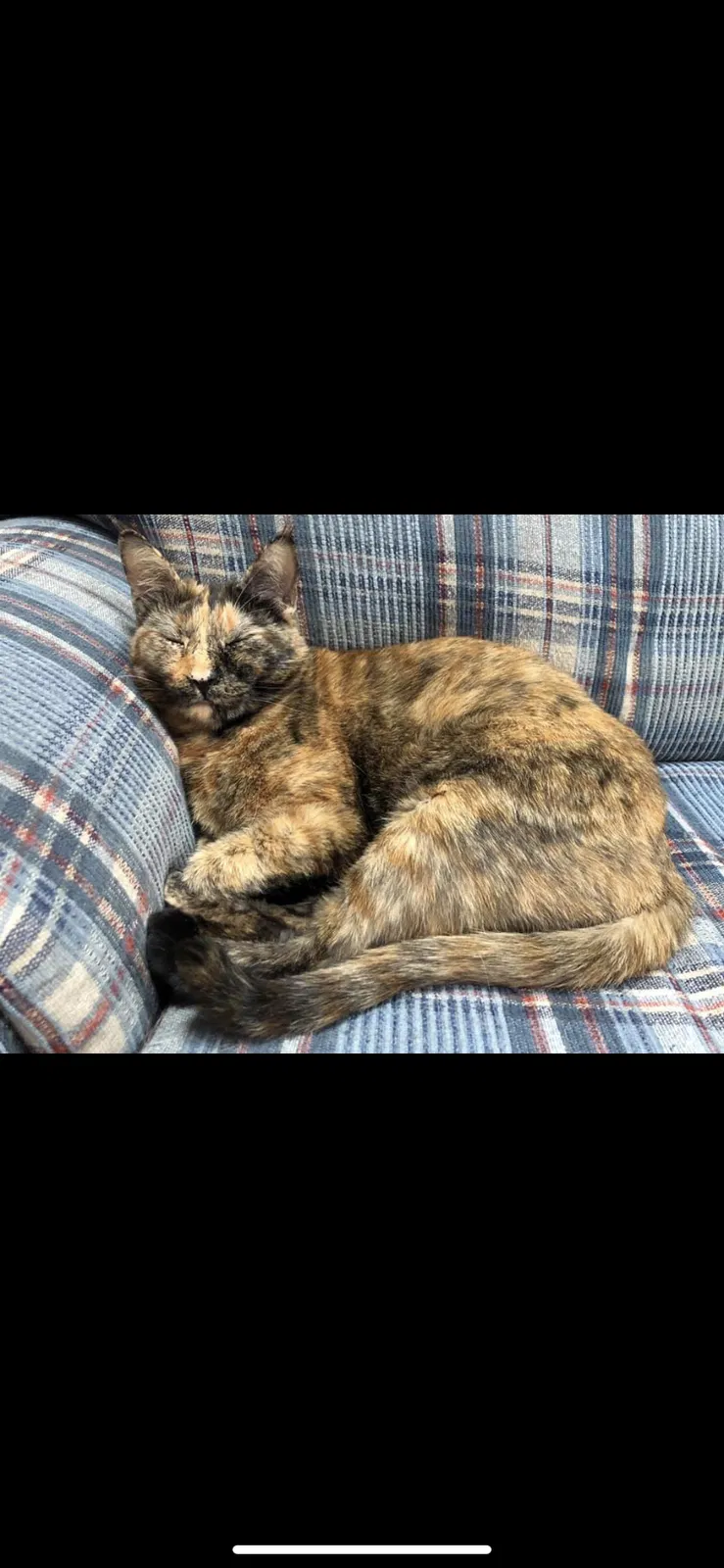 Lost cat in Wilmington, NC, 28412
