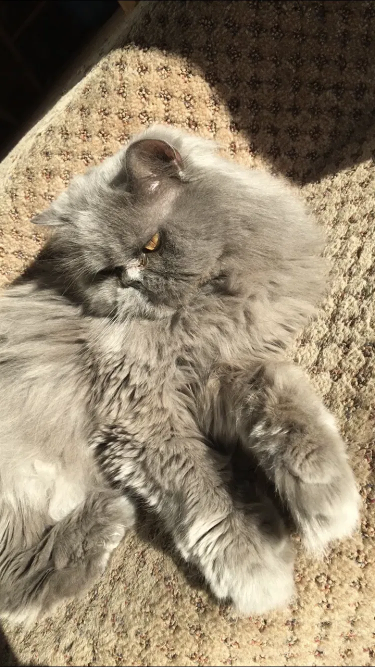 Lost cat in Dayton, OH, 45431