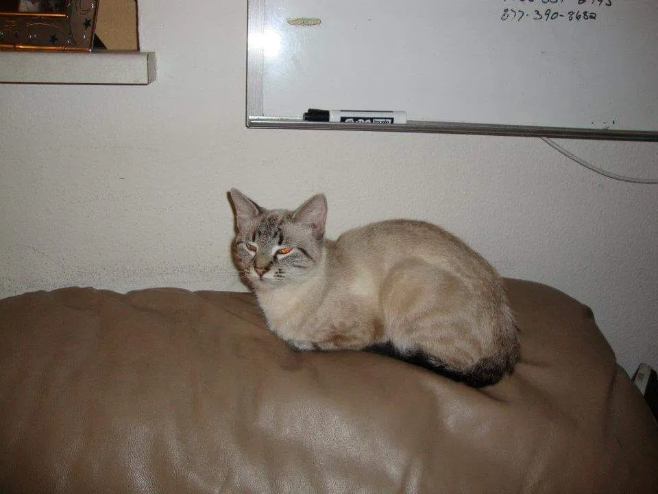 Lost cat in Santa Rosa, CA, 95401