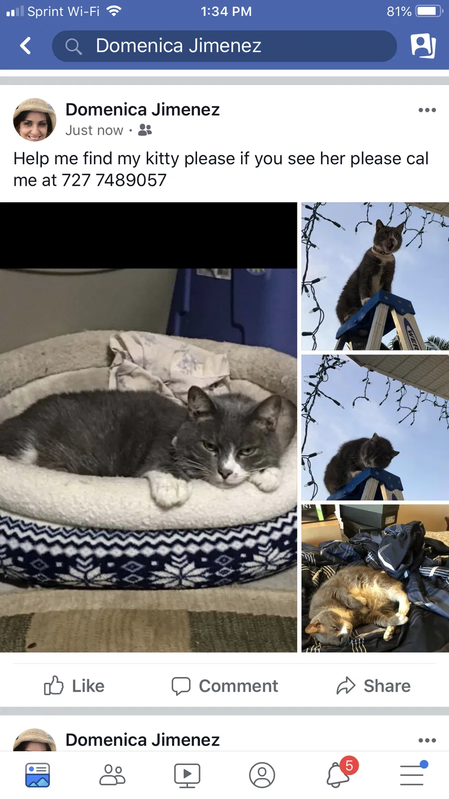 Lost cat in New Port Richey, FL, 34655