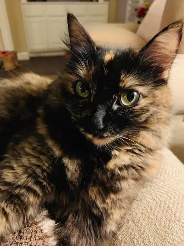 Lost cat in Cypress, TX, 77429