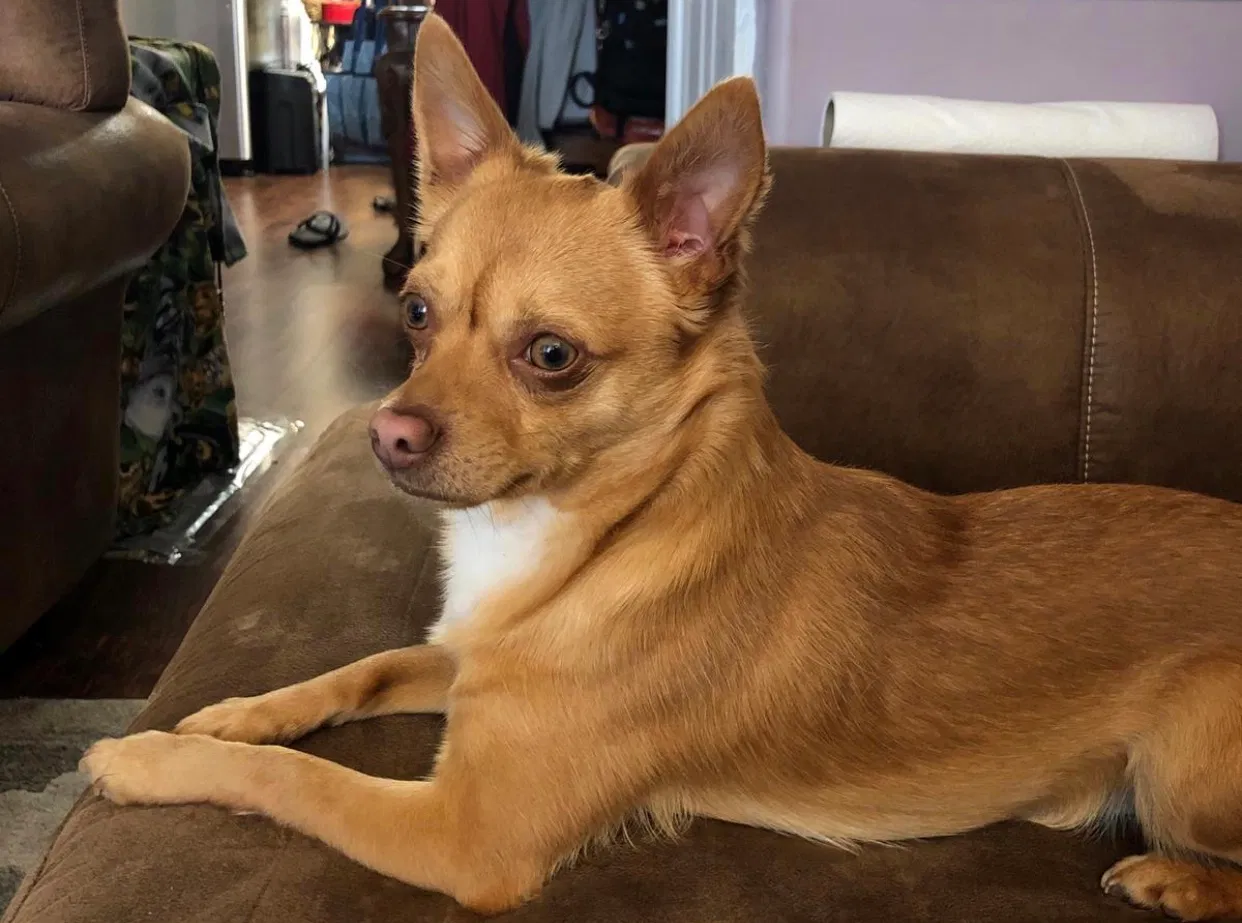 Lost dog in Woodbridge, VA, 22193