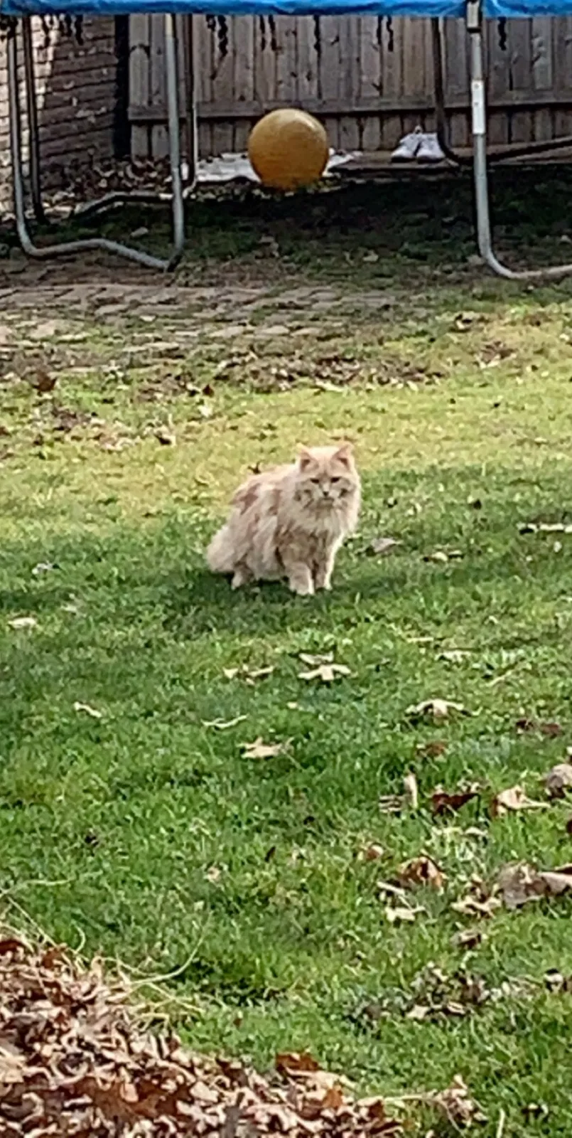 Lost cat in Akron, OH, 44301