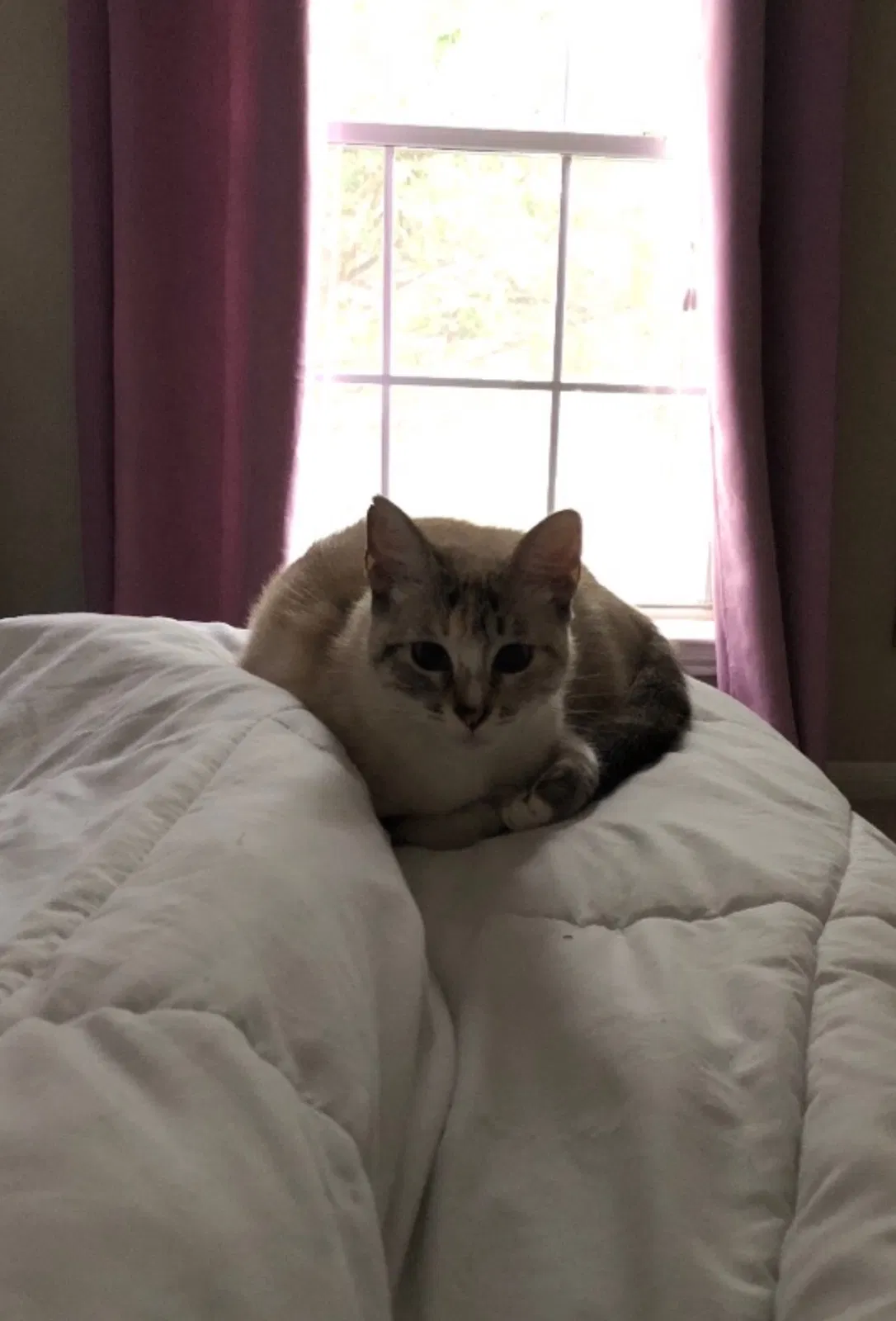 Lost cat in Baytown, TX, 77520