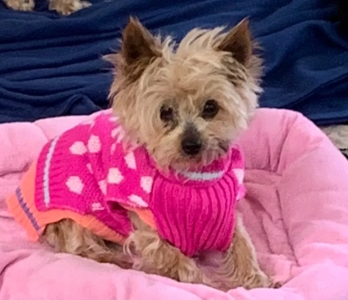Lost dog in Lookout Mountain, GA, 30750