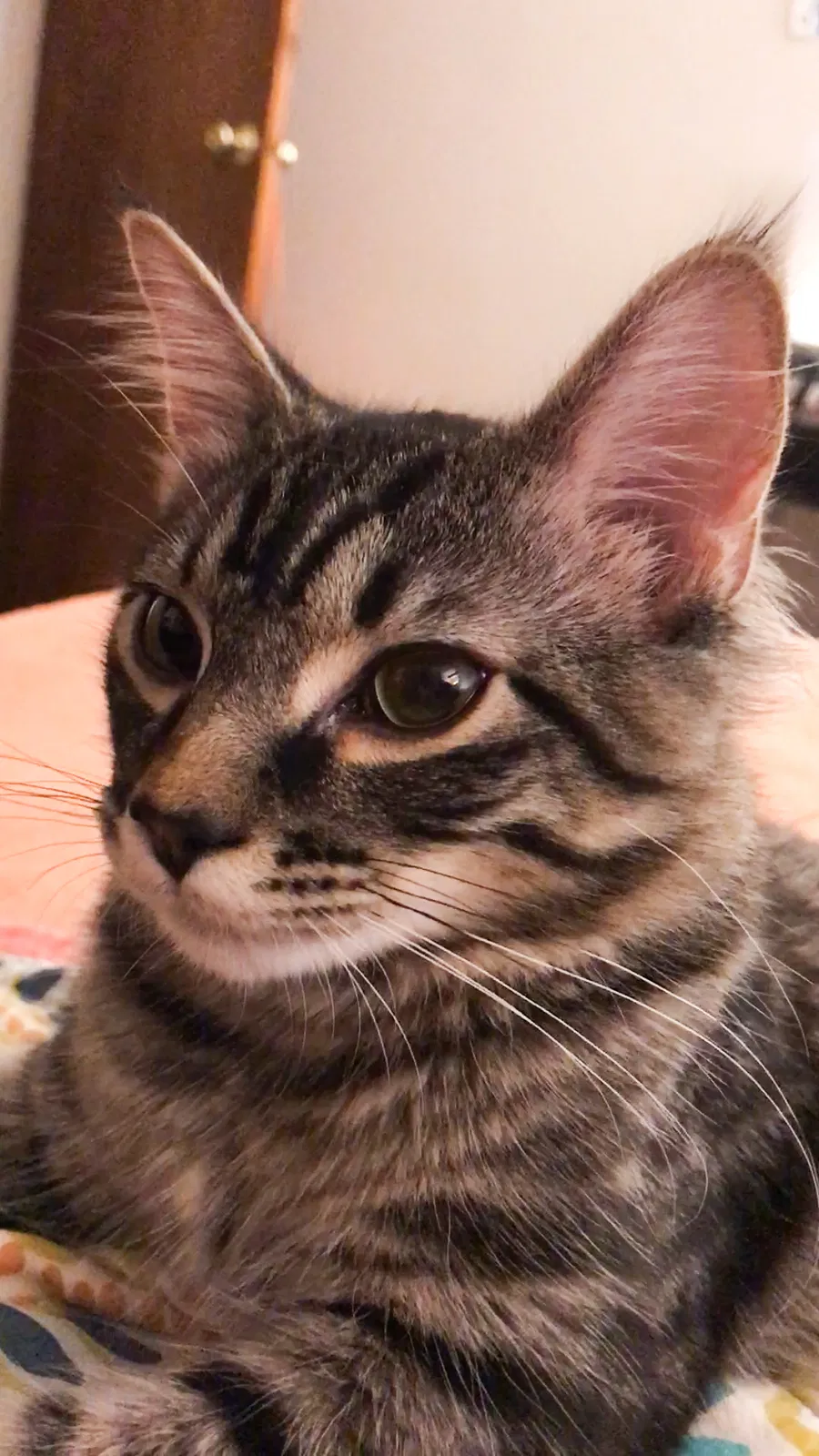 Lost cat in Greeley, CO, 80631