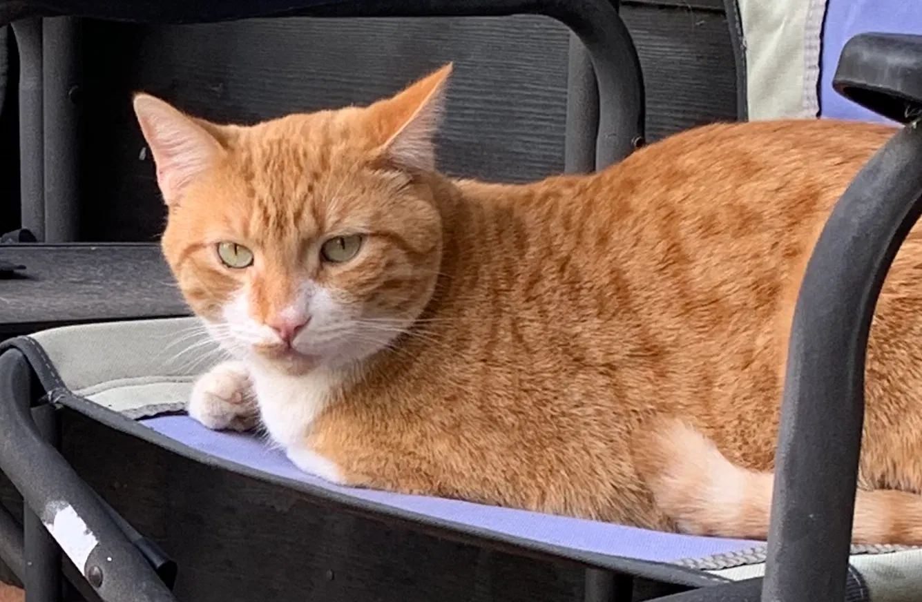 Lost cat in Tucson, AZ, 85716