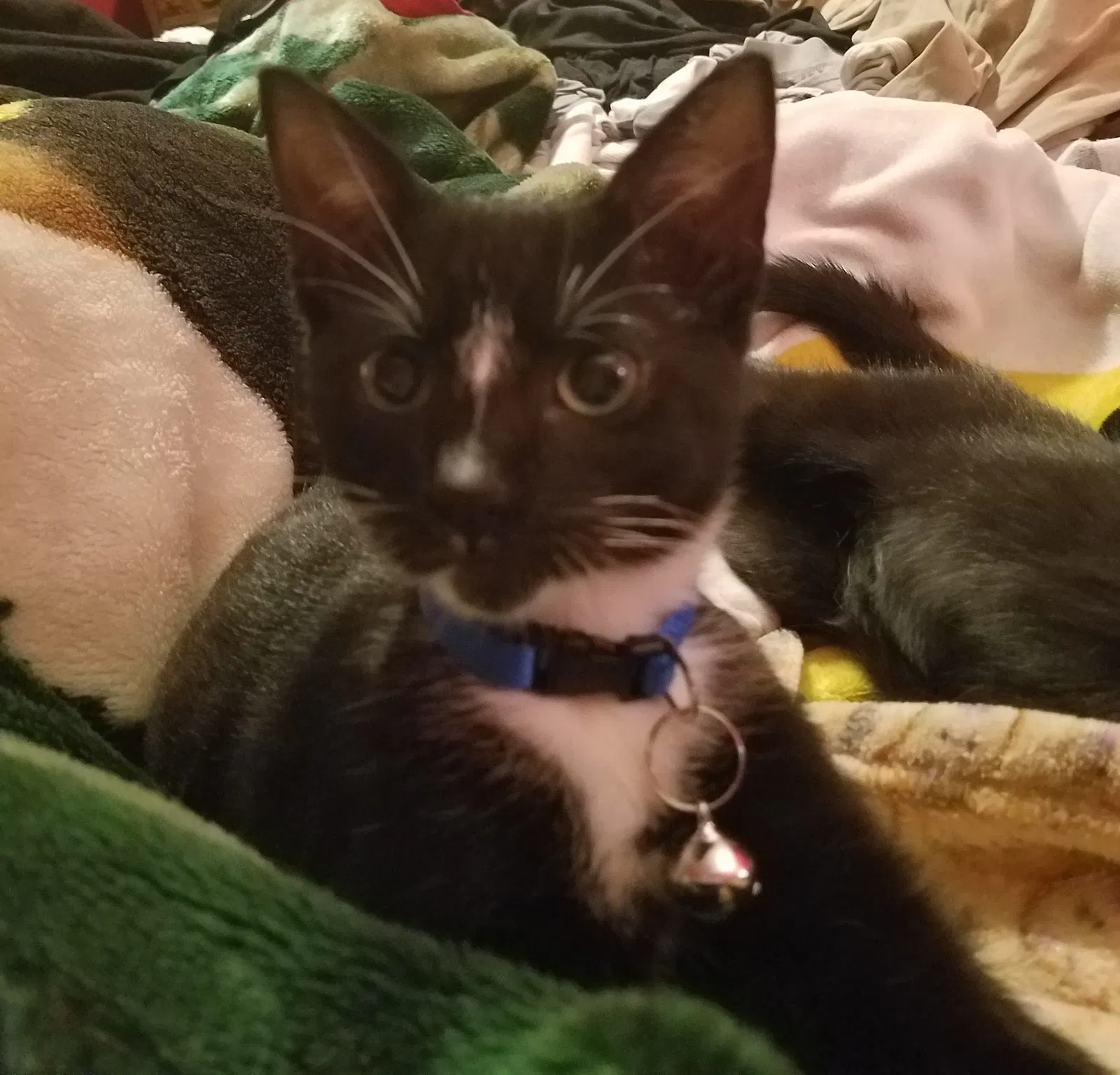 Lost cat in Cypress, TX, 77429