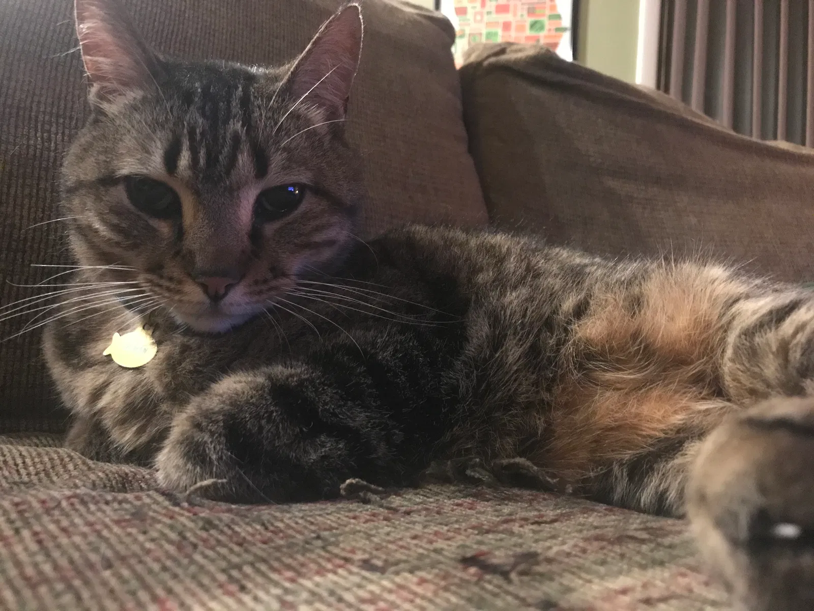 Lost cat in Roswell, GA, 30075
